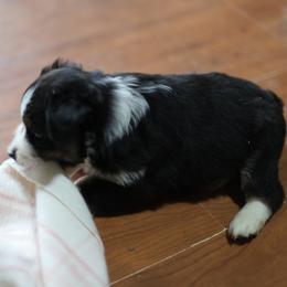 Jasper - Black tri male Miniature Australian Shepherd puppy in Gretna, Virginia from Adams Acres Cattle Dogs
