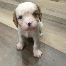 Paxton - Blenheim male Cavalier King Charles Spaniel puppy in Stockdale, Texas from Great Oaks Farm Cavaliers