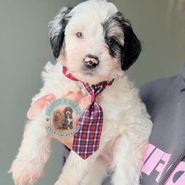 Boy 4 - male Sheepadoodle puppy in Marion, Ohio from Doodles & Doxies