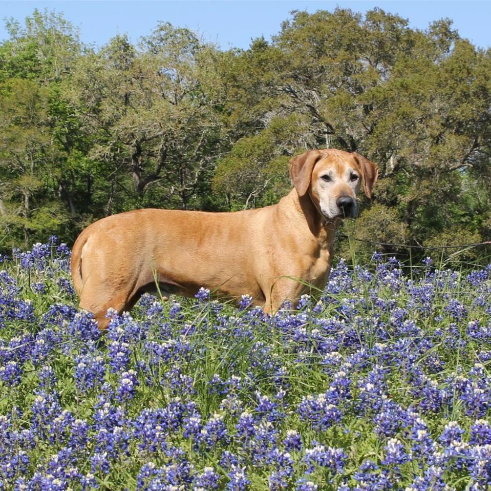 Harley Ridge Rhodesian Ridgebacks in Texas | Rhodesian Ridgeback ...