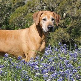 Rhodesian Ridgebacks from Harley Ridge Rhodesian Ridgebacks