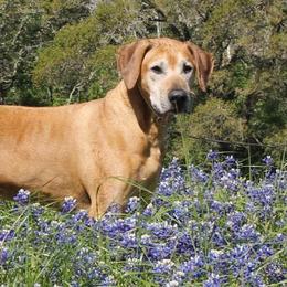 Rhodesian Ridgebacks from Harley Ridge Rhodesian Ridgebacks
