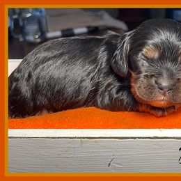 Cavalier King Charles Spaniel and Cocker Spaniel Puppies from Enchanted Spaniels