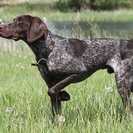 German Shorthaired Pointers from Freestone GSP