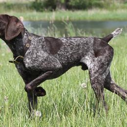 German Shorthaired Pointers from Freestone GSP