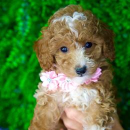 Gigi - Parti female Goldendoodle puppy in Brandon, Florida from Murphys Doodles