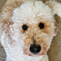 Sailor - Goldendoodle