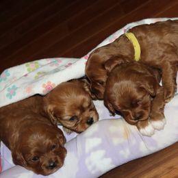 Cavalier King Charles Spaniel and Cavapoo Puppies from Country Life Cavaliers