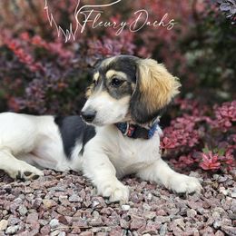 Lady - Dachshund