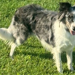 Ahsooka - Border Collie