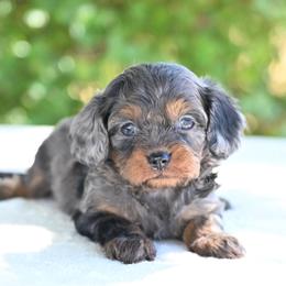 Alice - Merle female Cavapoo puppy in Lawton, Oklahoma from Lindsey’s Cavies