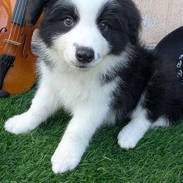 Reba - Black female Border Collie puppy in Cincinatti, Ohio from Mondenkind Border Collies and Guidingstars American Eskimos