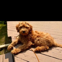 Ruby - Cavapoo