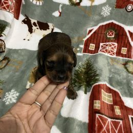 Jane - Red female Dachshund puppy in Magnolia, Texas from Carrie’s Countryside Dachshunds