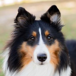 Rocket man - Shetland Sheepdog