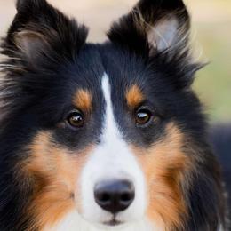 Rocket man - Shetland Sheepdog
