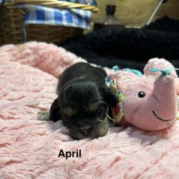 April - Black white and tan female Cocker Spaniel puppy in Fairview, Utah from Hidden Vallies Cocker Spaniels