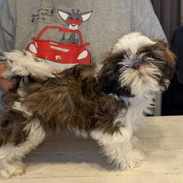 Purple Collar - Liver and white female Shih Tzu puppy in Doña Ana County, New Mexico from White Sands Shih Tzu's