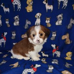 Lucky - Tri-color male Yorkipoo puppy in Lapeer, Michigan from Puppy Kisses