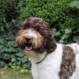 Tulip - Australian Labradoodle