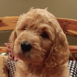 Goldendoodle Puppies from Mountain Doods