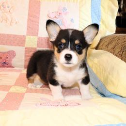 Wonder - Black and tan female Pembroke Welsh Corgi puppy in Morton, Mississippi from Crown AB Farms Pembroke Welsh Corgis