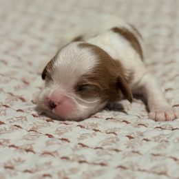 Joanne - Blenheim female Cavalier King Charles Spaniel puppy in Temecula, California from McKenna Cavaliers in Southern California