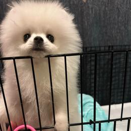 Charlie - Pomeranian