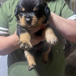 Girl 1 - Black and mahogany female Rottweiler puppy in Buskirk, New York from Misjef Rottweilers