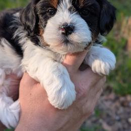 Symphony - Black and white male Shihpoo puppy in Coshocton, Ohio from Forever Family Puppies