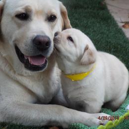 Labrador Retriever Puppies from Alpine Labradors