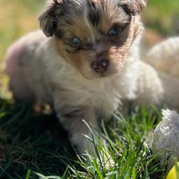Tinker Bell - Red merle female Miniature American Shepherd puppy in Monroe, Utah from Shawnkara Australian Shepherds & Miniature American Shepherds