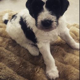 Aussiedoodle Puppies from Deason Doodles