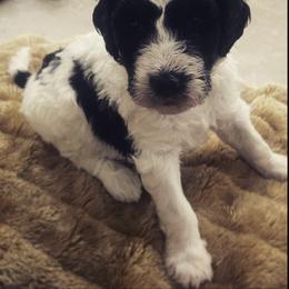 Aussiedoodle Puppies from Deason Doodles