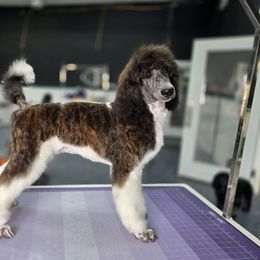 Boy 3 - Brindle male Poodle puppy in Parker, Colorado from Pawsh K9’s