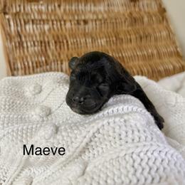 Maeve - Tri-color female Bernedoodle puppy in Fallon, Nevada from Wild Roots Doodles