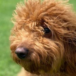 Bernedoodles, French Bulldogs, Goldendoodles, and Sheepadoodles from Farm Fresh Doodles