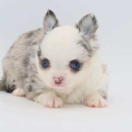 Alma - Merle female Chihuahua puppy in Tulsa, Oklahoma from H-3 Chihuahuas