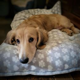 Wally - Cream male Dachshund puppy in Morristown, Tennessee from Hillside Hounds