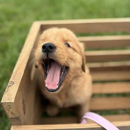 Summer - Dark golden female Golden Retriever puppy in Middleburg, Pennsylvania from South Hill Golden Retrievers