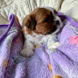 Daisy - Brown and white female Shichon puppy in Bushnell, Florida from Diamond Belle Puppies, LLC