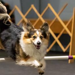 Pembroke Welsh Corgis from Potato Patch
