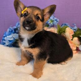 Luna - Black and tan female Companion Cross puppy in Austin, Texas from Cutest Corgi's of Austin