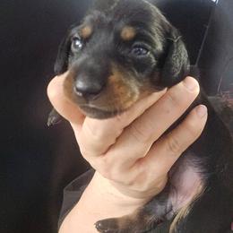 Deva - Black and tan female Dachshund puppy in Bigfork, Minnesota from Long Ears and Long Dogs Ranch