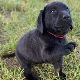 Red Collar - Black Labrador Retriever puppy in Mansfield, Missouri from Labradors of Moxley Meadow