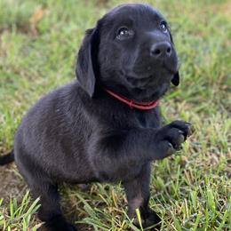 Red Collar - Black Labrador Retriever puppy in Mansfield, Missouri from Labradors of Moxley Meadow