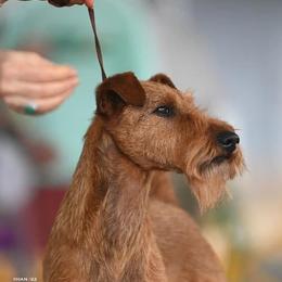 Iris - Irish Terrier