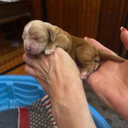Blondie - Buff female Cocker Spaniel puppy in Columbia, South Carolina from Fleur de Lis Cockers- Cuchna Cockers