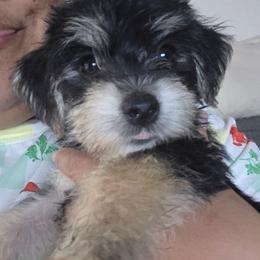 Sweet Nova - White and buff female Bichon Frise puppy in Jacksonville, Florida from Joanelly Marshall