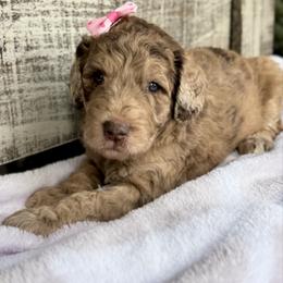 Honey Bun - Merle female Goldendoodle puppy in Mc Kinney, Texas from Flair Doodles